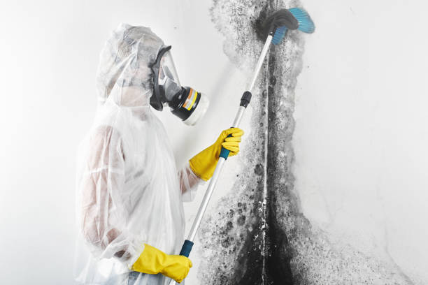 Reliable Lemoore, CA Mold Removal Solutions